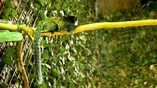 Marmoset monkey sitting on a branch in the zoo