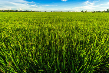 Beautiful green cornfield with fluffy clouds sky background.