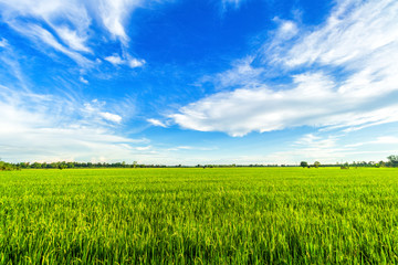 Beautiful green cornfield with fluffy clouds sky background.