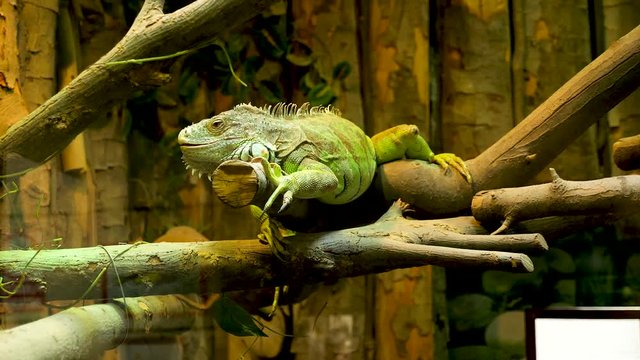 Iguana reptile in the terrarium at the zoo