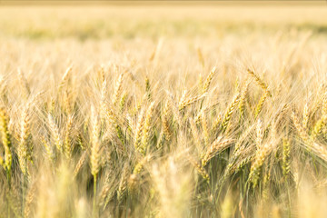 Fototapeta premium Ripe barley on the field on late summer afternoon