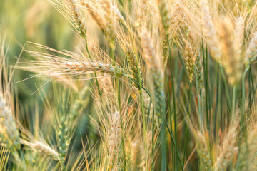 Ripe barley on the field on late summer afternoon