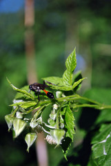 Raspberry flowers buds with wild wasp, green bush, soft bokeh background