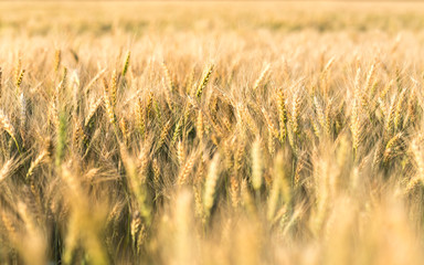 Ripe barley on the field on late summer afternoon