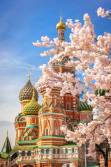 Obraz premium beautiful view of St. Basil's Cathedral. The bloom of Sakura in Moscow. spring season. Russia, the Kremlin Moscow spring