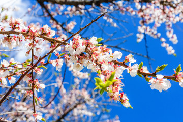 Branches of the blossoming  apricot tree on spring