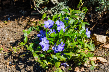 Blue linen flowers on a flowerbed in garden