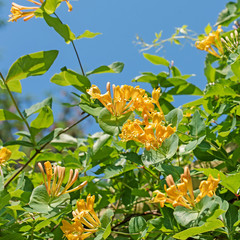 Blühendes Gartengeißblatt