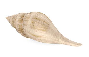 Seashell Isolated