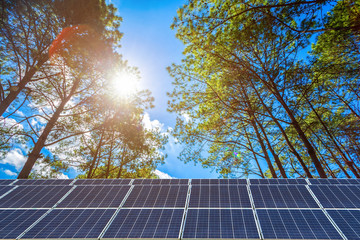 Solar panel on larch forest summer with different trees, Alternative energy concept,Clean...