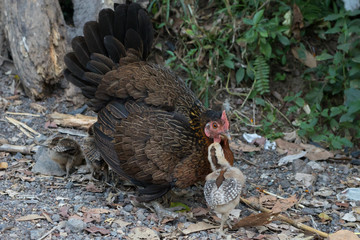 Chicken with chicken in Indonesia