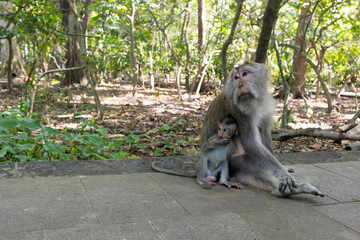 Monkey mother and little surprised monkey