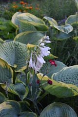 Funkie w ogrodzie © Anna