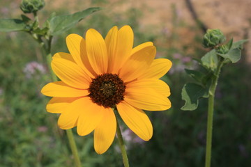 Yellow Flower