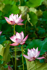 Obraz premium Beautiful pink lotus flower