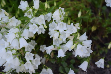 Kwitnący biały dzwonek karpacki