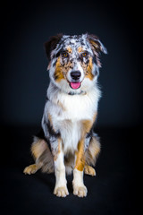 Portrait eines Australian Shepherd
