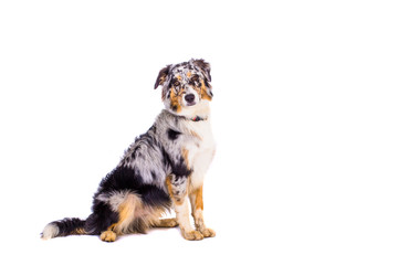 Australian Shepherd Welpe sitzt