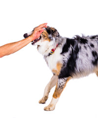 Hund beißt in Menschen Hand