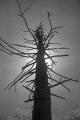 Infrared Photography, Where The Dead Wood Grows