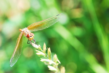 Dragonfly Macro Shot