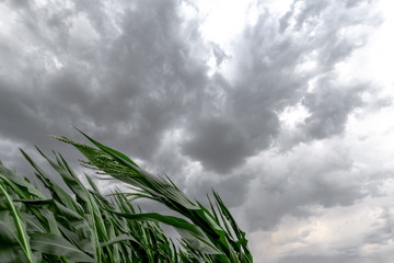 Dark sky above the green corn field