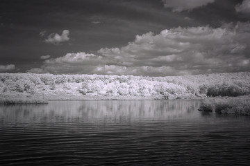 Infrared Photography, Where The Dead Wood Grows