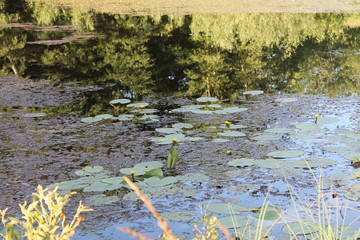  water lilies in a pond