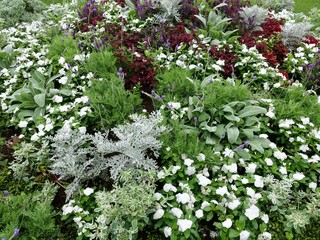 初夏のガーデン