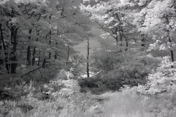 Infrared Photography, Where The Dead Wood Grows