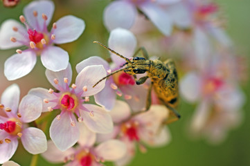 a beetle feasting on pollen and nectar of pink flowers pollination stamens pestle