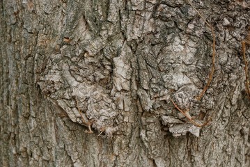gray natural texture from a dry bark of a tree