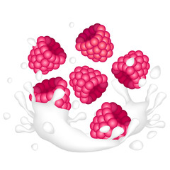 Red ripe raspberry and a splash of milk or yogurt on a white background.