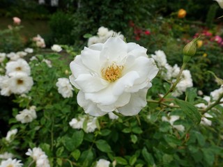 Obraz premium 初夏のバラ園