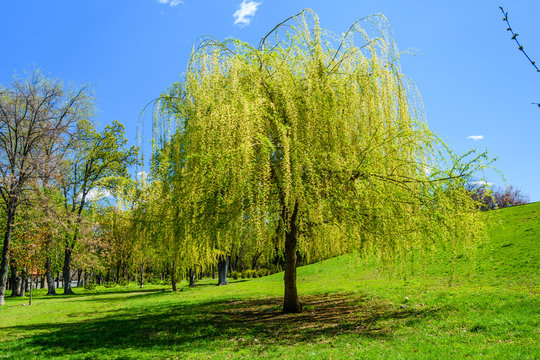 Babylon willow (salix babylonica) in a pubkic park on spring