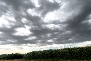 Dark sky above the green corn field