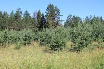 young pines in the forest