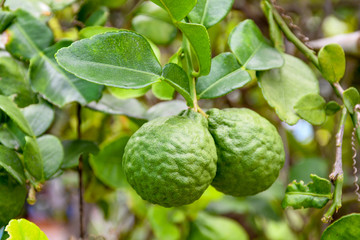 Bergamot on Tree in gaden bergamot