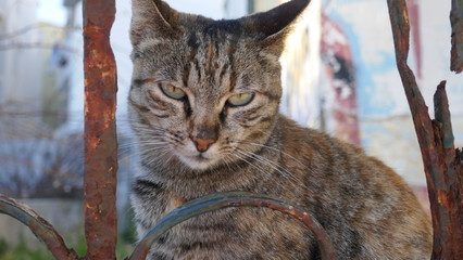 Einsame verlassene Katze ohne Zuhause...