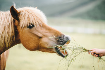 Naklejka premium beautiful portrait of a horse in a Norwegian summer field with a Lofoten background