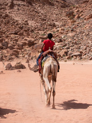 Boy on a camel