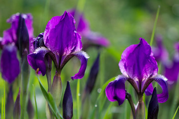 Beautiful iris flowers in trendy ultra violet bright juicy color outdoors on a flower bed in the garden or park