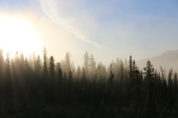 Misty tundra forest