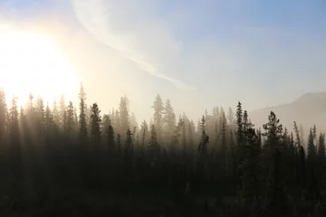 Badezimmer Foto Rückwand Misty tundra forest © ajkramer