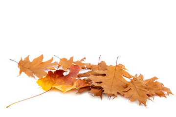 Dry oak and maple leaves on white background