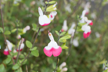 microphylla hot Lips white pink
