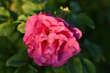 close-up of a pink flowering plant of wild rose on a summer meadow, on a soft blurred background of green leaves and grass