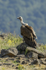 Griffon Vulture - Gyps fulvus, large brown white headed vulture from Old World and Africa.