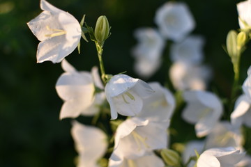 close-up of a flowering plant white Campanula bell on a summer meadow, on a soft blurry background of green leaves and grass
