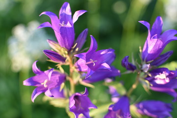 close-up of a fiolet flower blossom Campanula bell on a summer meadow, on a soft blurry background of green leaves and grass